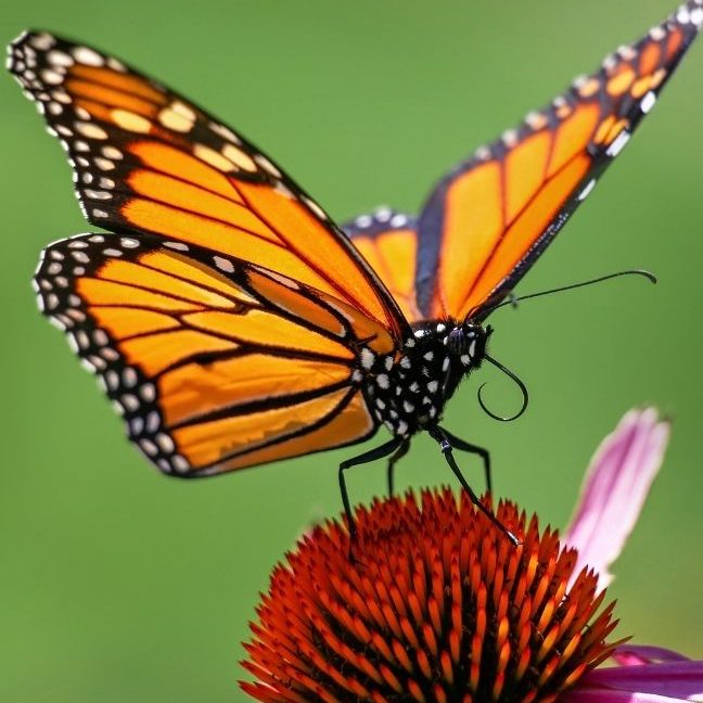 Butterfly Dance